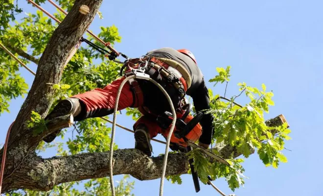Travaux d'élagage, Échirolles, Eden Parc Paysage
