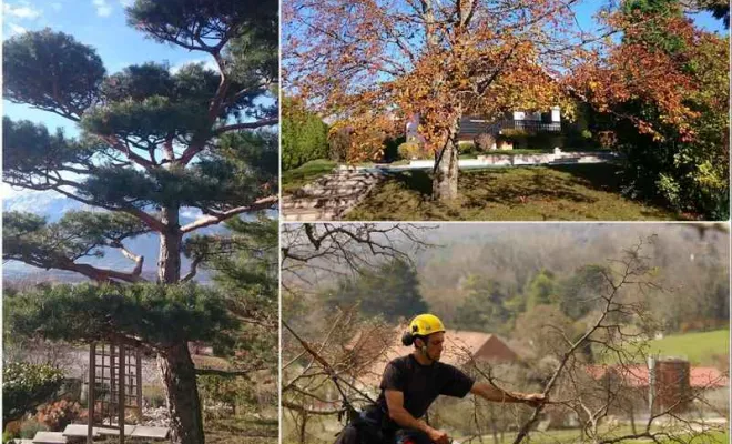 Travaux d'élagage, Échirolles, Eden Parc Paysage