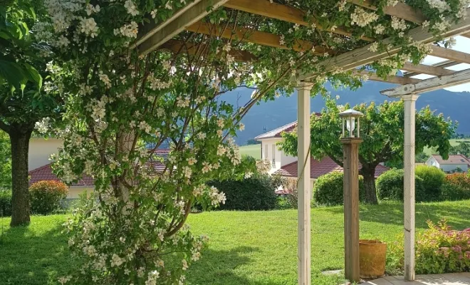 Plantation rosier grimpant odorant sur pergola, Eden parc paysage